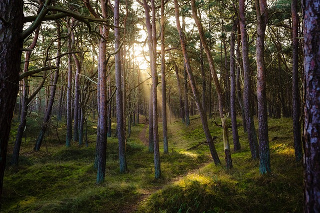 Bug-out bag recommendations for wilderness survival