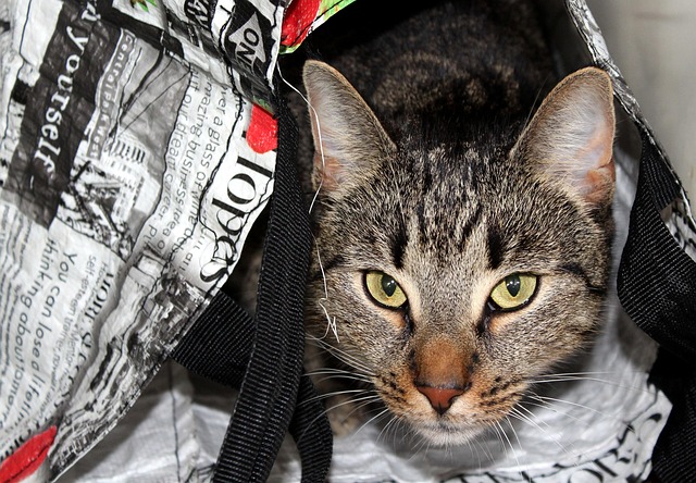 Latest trends in bug-out bag gear